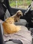 Garfield (7)4